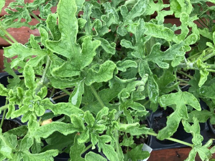 scented-geranium-plants